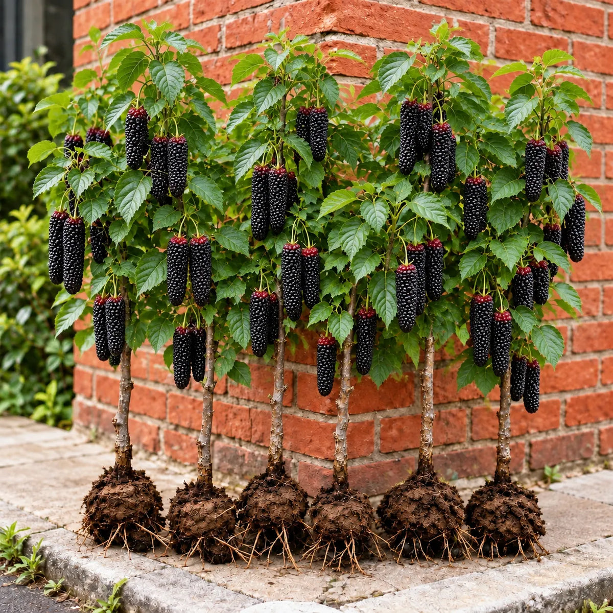 đł Giant Red & Black Mulberry Tree Saplings â Grow Sweet Berries at Home đż