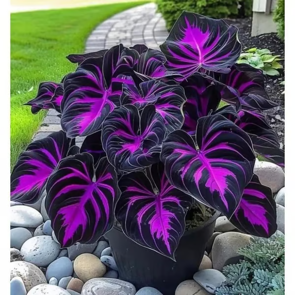 🔥Utolsó napi akció🔥Prémium minőségű, ritka hosta magok🌿Árnyéktűrő növény