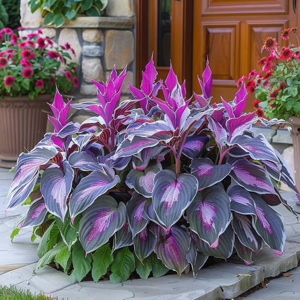 🔥Utolsó napi akció🔥Prémium minőségű, ritka hosta magok🌿Árnyéktűrő növény