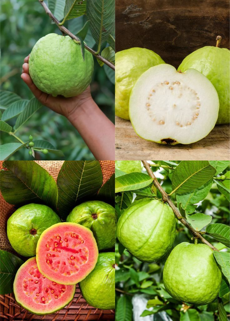 🔥Organikus rózsaszín guava magok | 🌿Gyors csírázásra előkészítve (99%-os csírázás)