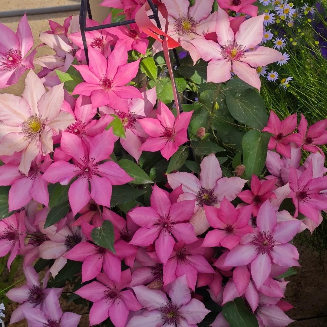 Nasiona powojnika – królowa pnączy