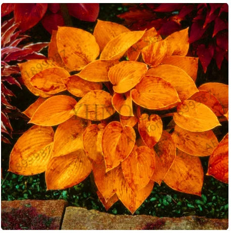 Ritka tarka levelű árnyékliliom magok