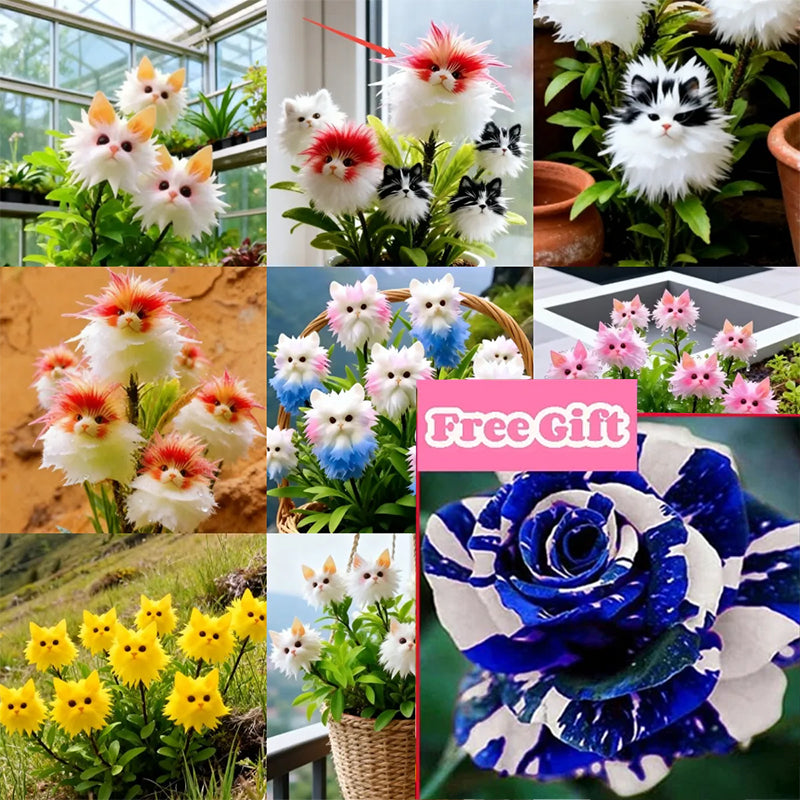 Varázslatos növények! A káprázatos "Macskaszem" sorozat✨