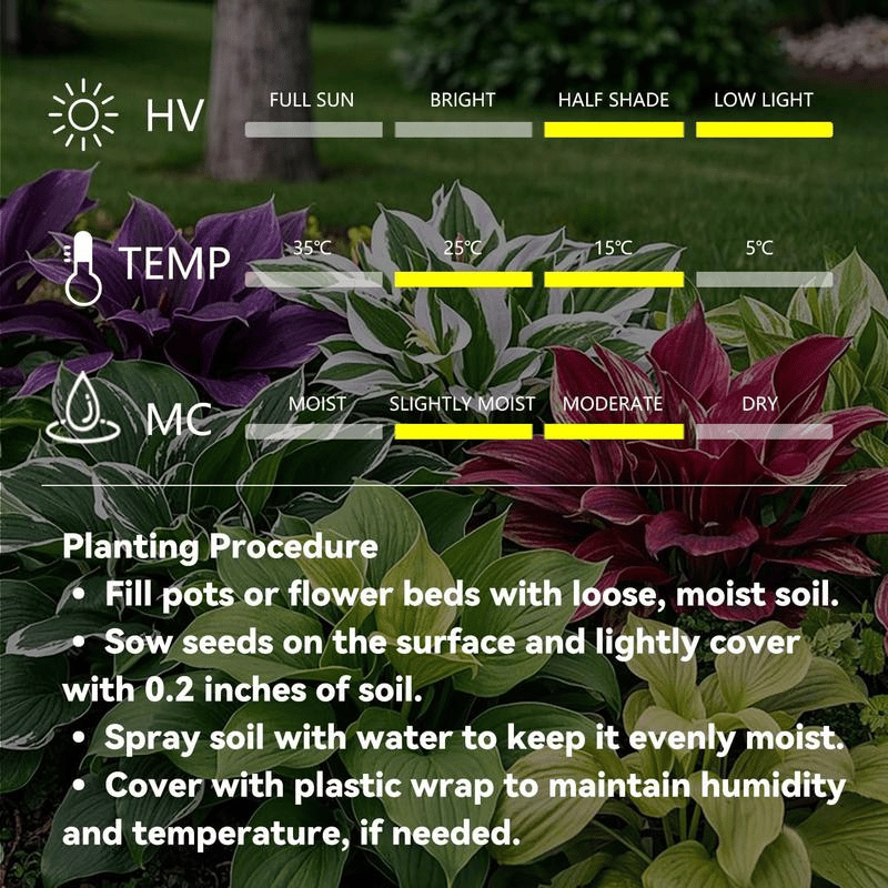 🌿 Ritka Hosta hagymák🎁 Különleges ajánlat 2025