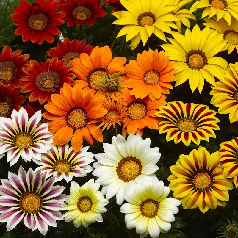 Gazania Mixed Seeds – Kincses Virágkeverék