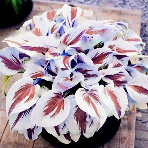 🍃Ritka többszínű hosta magok