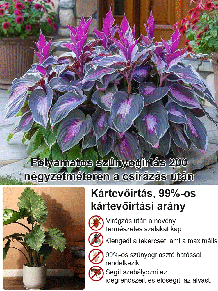 Ritka tarka levelű árnyékliliom magok