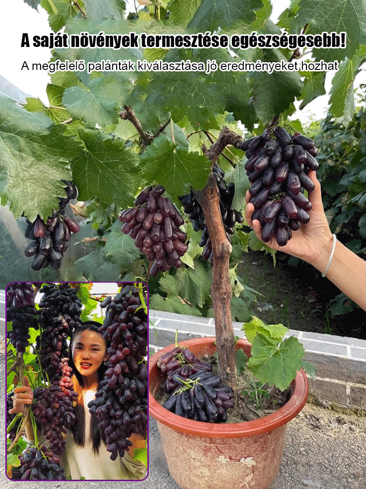 Sweet Sapphire szőlő magok