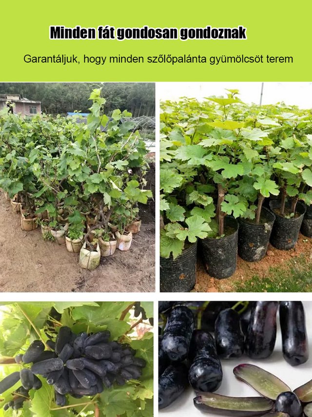 Sweet Sapphire szőlő magok