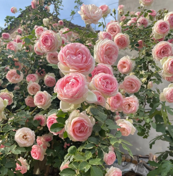 🌈 Kiváló minőségű futórózsák 🌹 Gyorsan növő, könnyen gondozható és nagyon illatos ✨ Tökéletes bármilyen kertbe