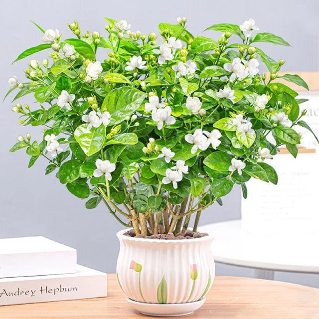UTOLSÓ NAPOS AKCIÓ 35% KEDVEZMÉNY 🌸 Jázmin cserepes növény (🌱Túlélési garancia: Ingyenes pótlás🌿)