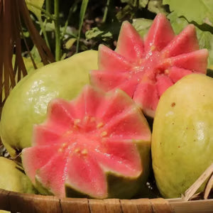 🔥Organikus rózsaszín guava magok | 🌿Gyors csírázásra előkészítve (99%-os csírázás)