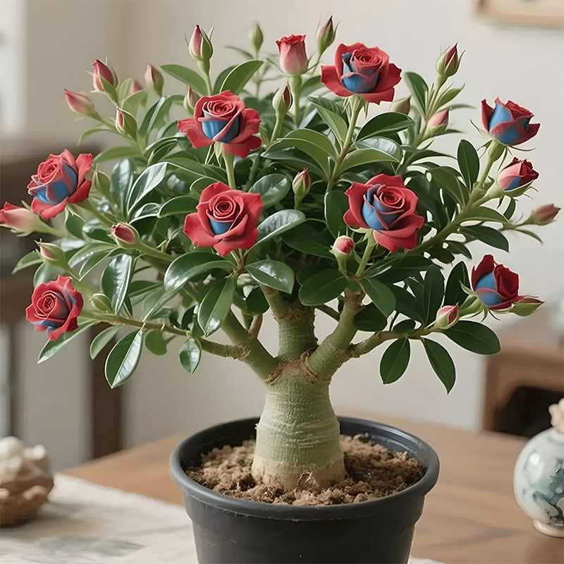 🌵🌺Sivatagi rózsák hagymái