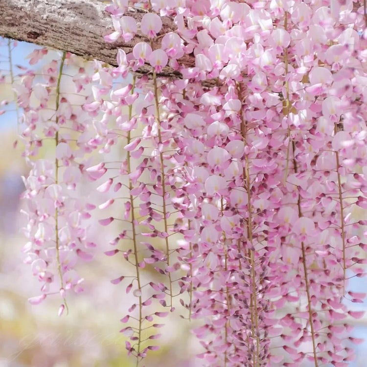 🌸Akácmagok – A kert zuhatagszerű szépsége egész évben💗